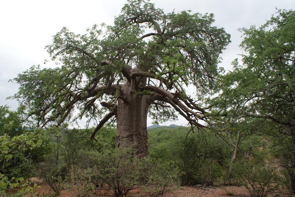 Adansonia Eco Lodge Мусина Экстерьер фото