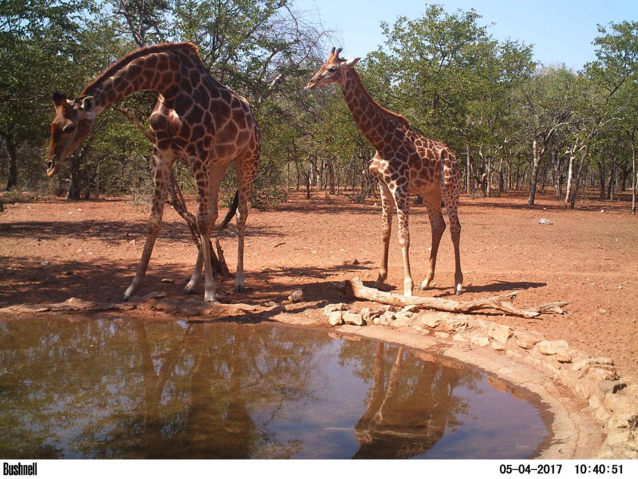 Adansonia Eco Lodge Мусина Экстерьер фото