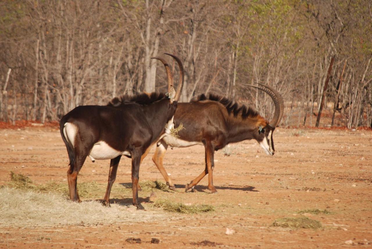 Adansonia Eco Lodge Мусина Экстерьер фото